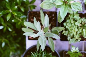 Medicinal Plants and Herbs - TrendWaveDaily