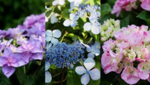 hydrangeas in Michigan