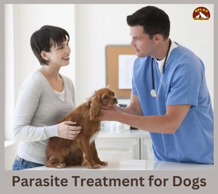 Parasite Treatment for Dogs