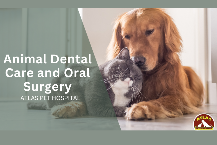 Animal Dental Care and Oral Surgery: When Is It Necessary?