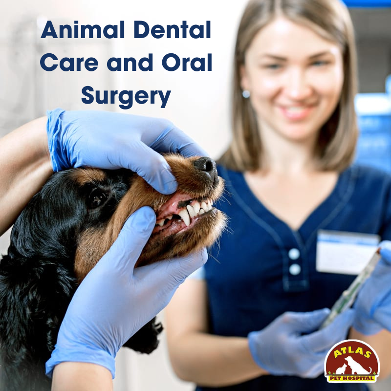 Animal dental care and oral surgery