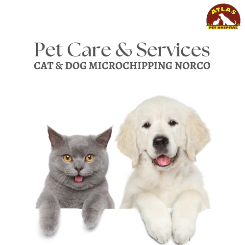 Why Pet Microchipping In Norco Is A Must For Responsible Pet Owners?