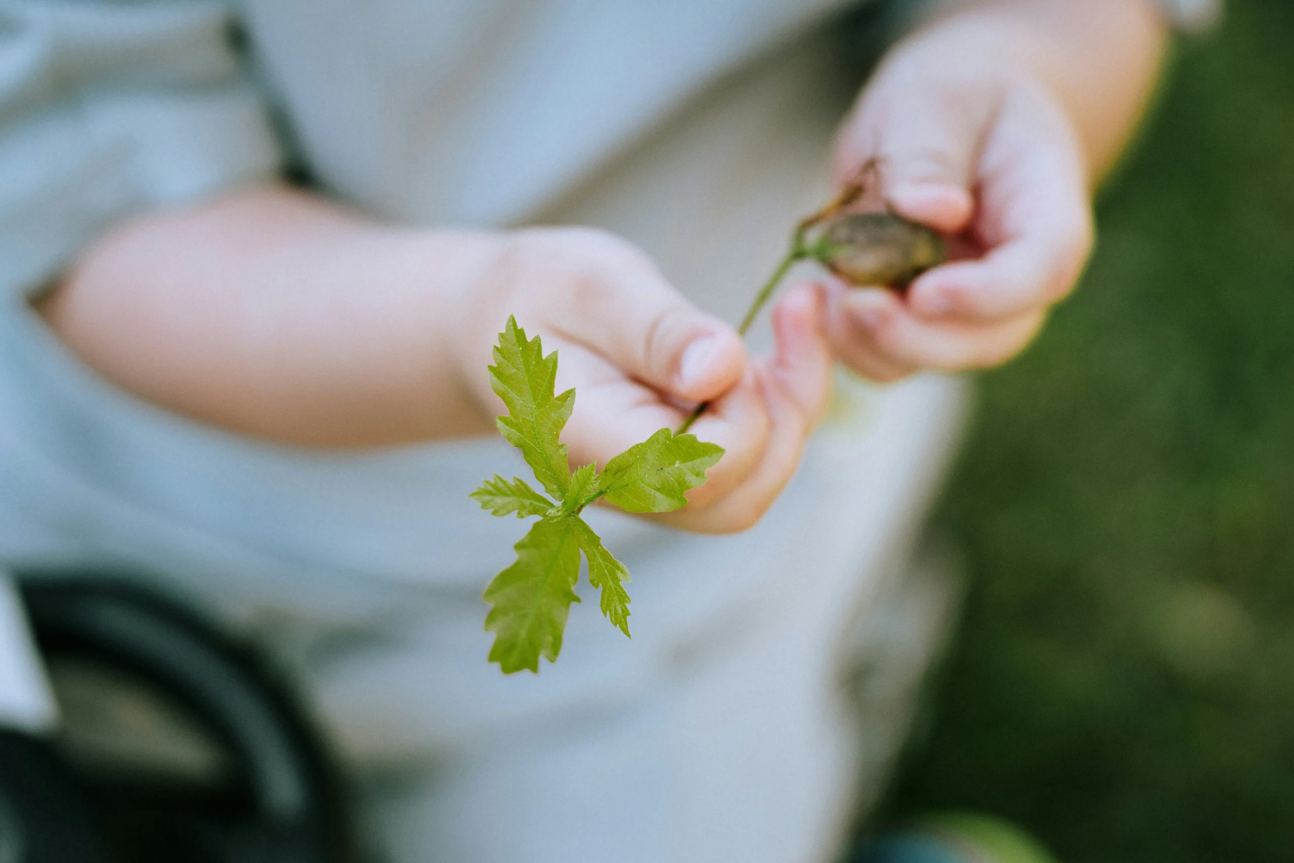 Year-Round Tree Care: Protect Property, Boost Safety & Value
