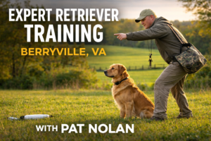 Retriever Training in Berryville VA | Pat Nolan Dog Training