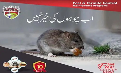 Rat Killer & Rodent Control Services | HafizPestControl