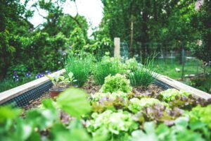 Practical Ways to Create a Healthy, Low-Maintenance Garden